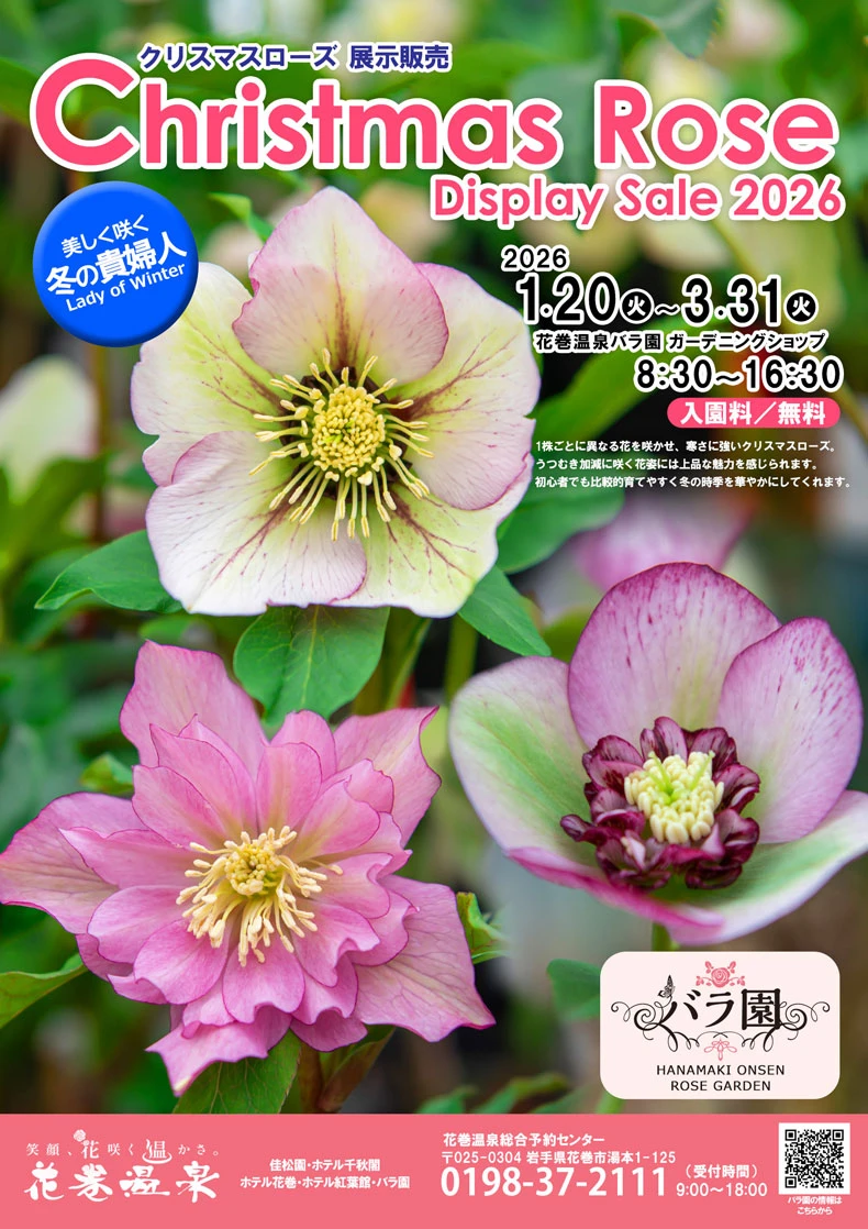 クリスマスローズ展示販売【1/20から開催】 | 花巻温泉