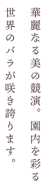 華麗なる美の競演。園内を彩る世界のバラが咲き誇ります。